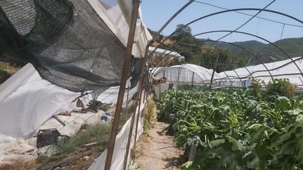 Kumluca'da hortum seraları vurdu: Çiftçiler zarar gördü