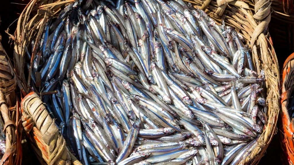 Doğu Karadeniz’den 10 ayda 29 ülkeye su ürünü ihracatı