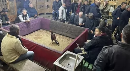 Horoz Dövüşüne Suçüstü Yapıldı