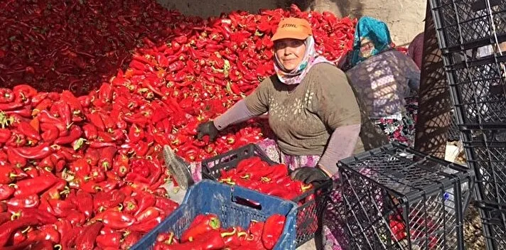 Yanına yaklaşılmıyor! Kapya biber, markette 80 lira…