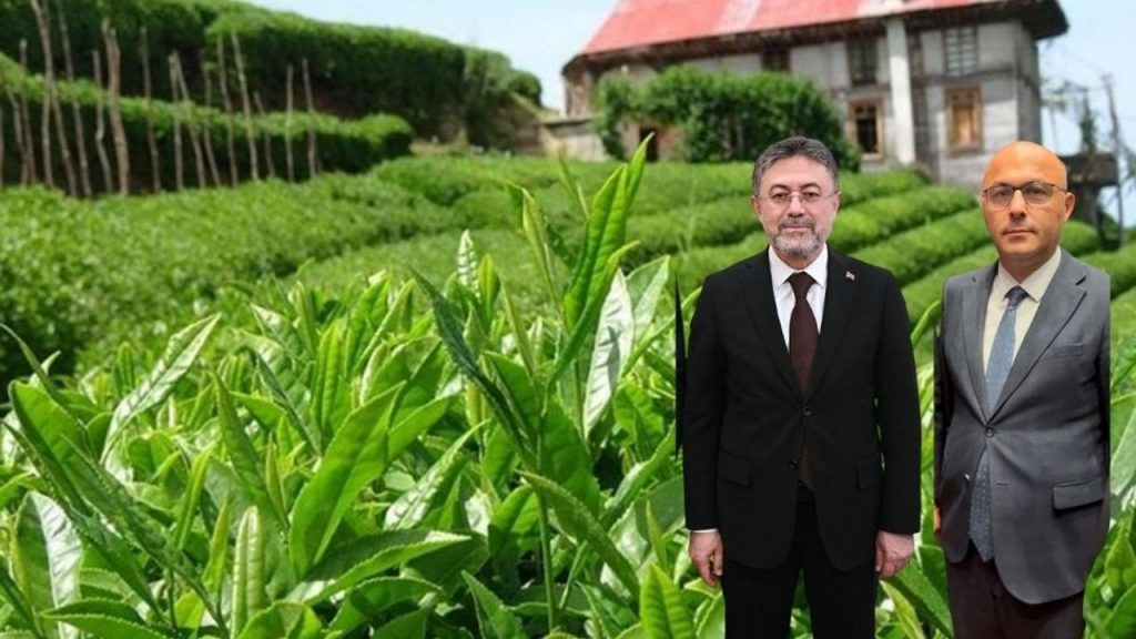 Bakan Yumaklı, BHA'ya konuştu;  Çay hasadı….