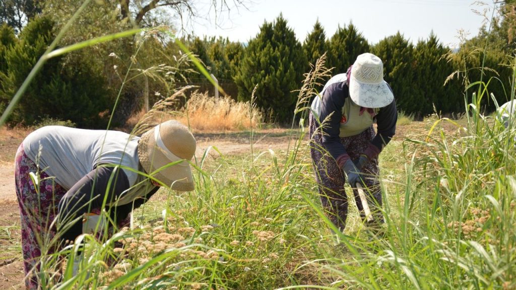 Çiftçilere 476 milyon liralık destekleme ödemesi bugün yapılacak