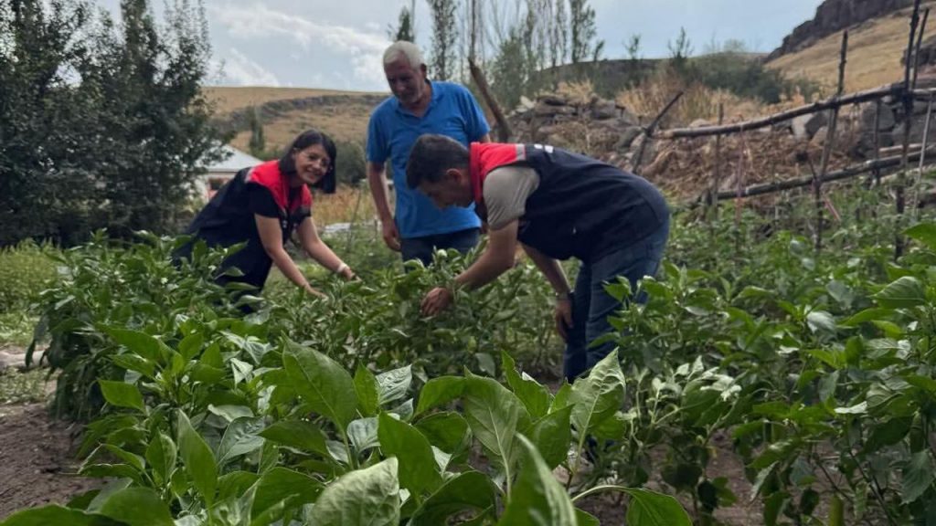 Kars’ta sebze fidesi dağıtımı projesi meyvelerini veriyor: Hasat tamamlandı