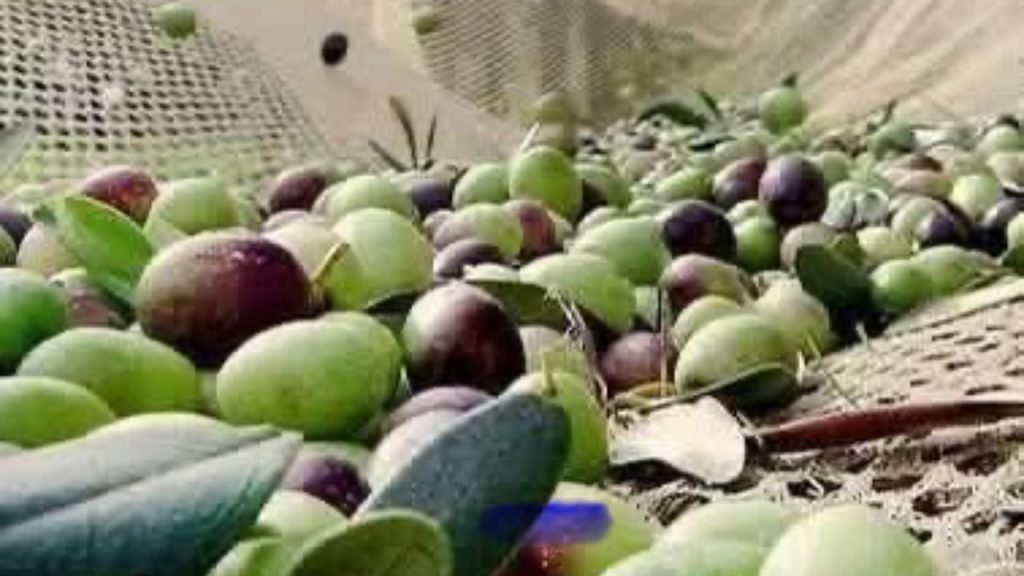 Zeytin dökülmelerine dikkat!