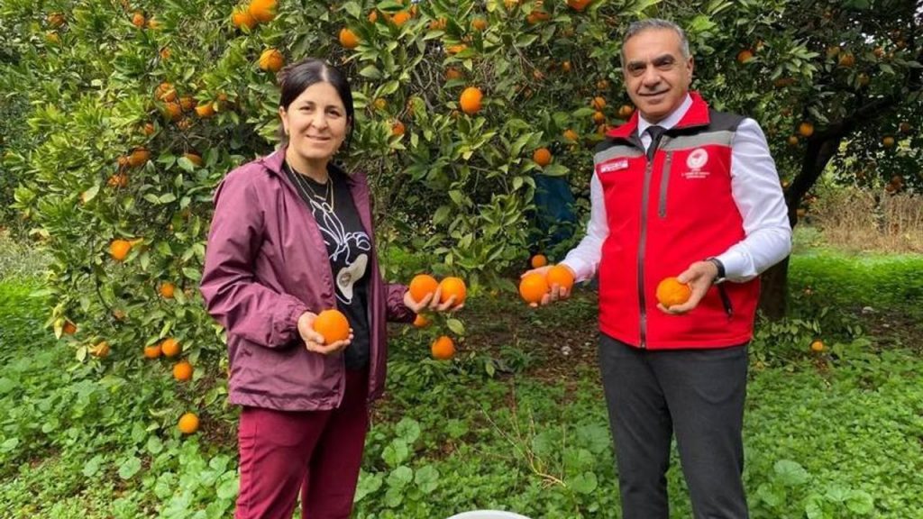 Aydın'da 93 bin 243 ton narenciye üretildi